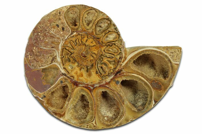 Jurassic Cut & Polished Ammonite Fossil (Half) - Madagascar #289343